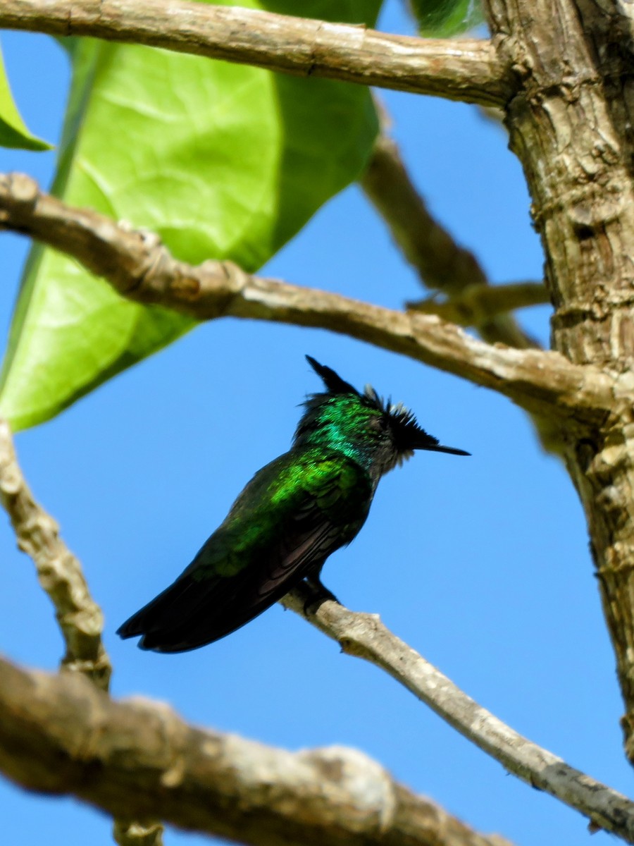 Antillean Crested Hummingbird - ML646594730