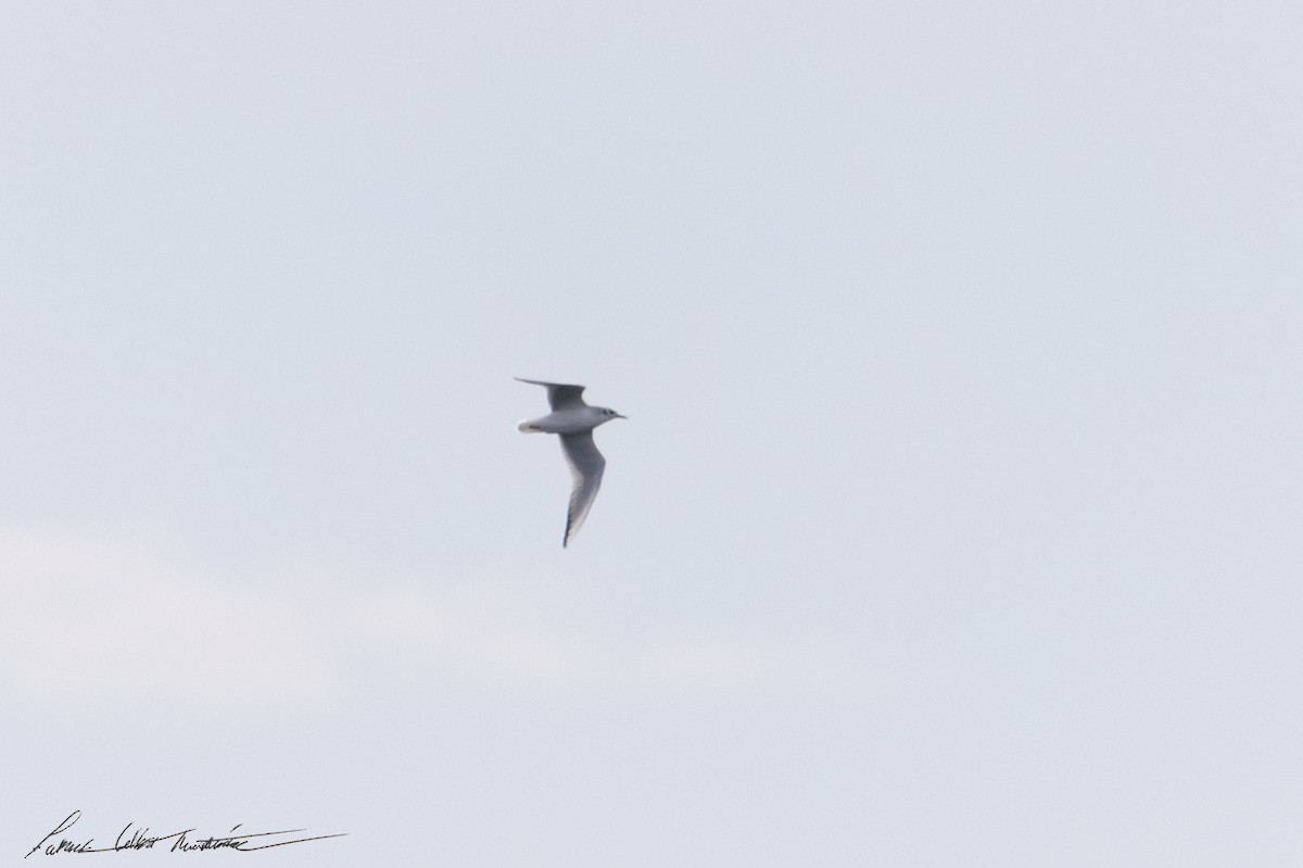 Bonaparte's Gull - ML646594731