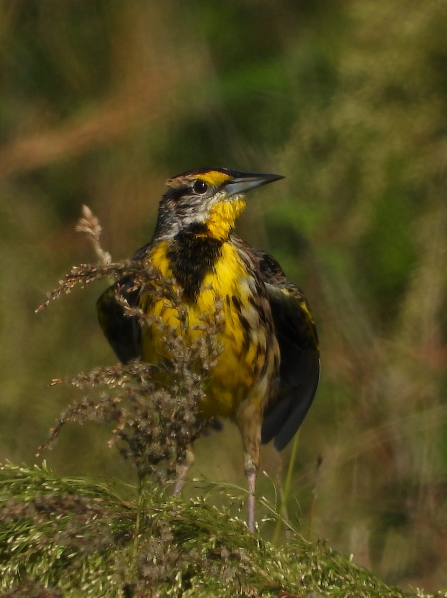 Eastern Meadowlark - ML646594733