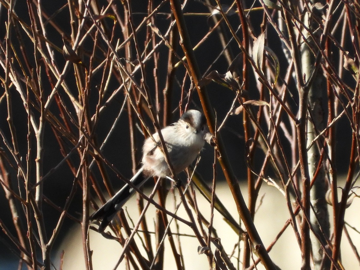 mlynařík dlouhoocasý - ML646594739