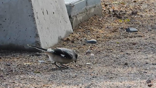 Loggerhead Shrike - ML646594740