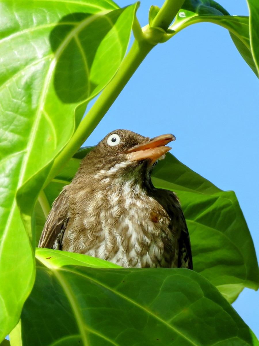 Pearly-eyed Thrasher - ML646594743