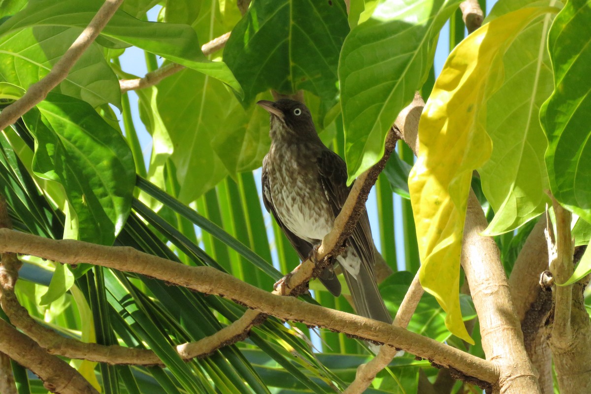 Pearly-eyed Thrasher - ML646594744