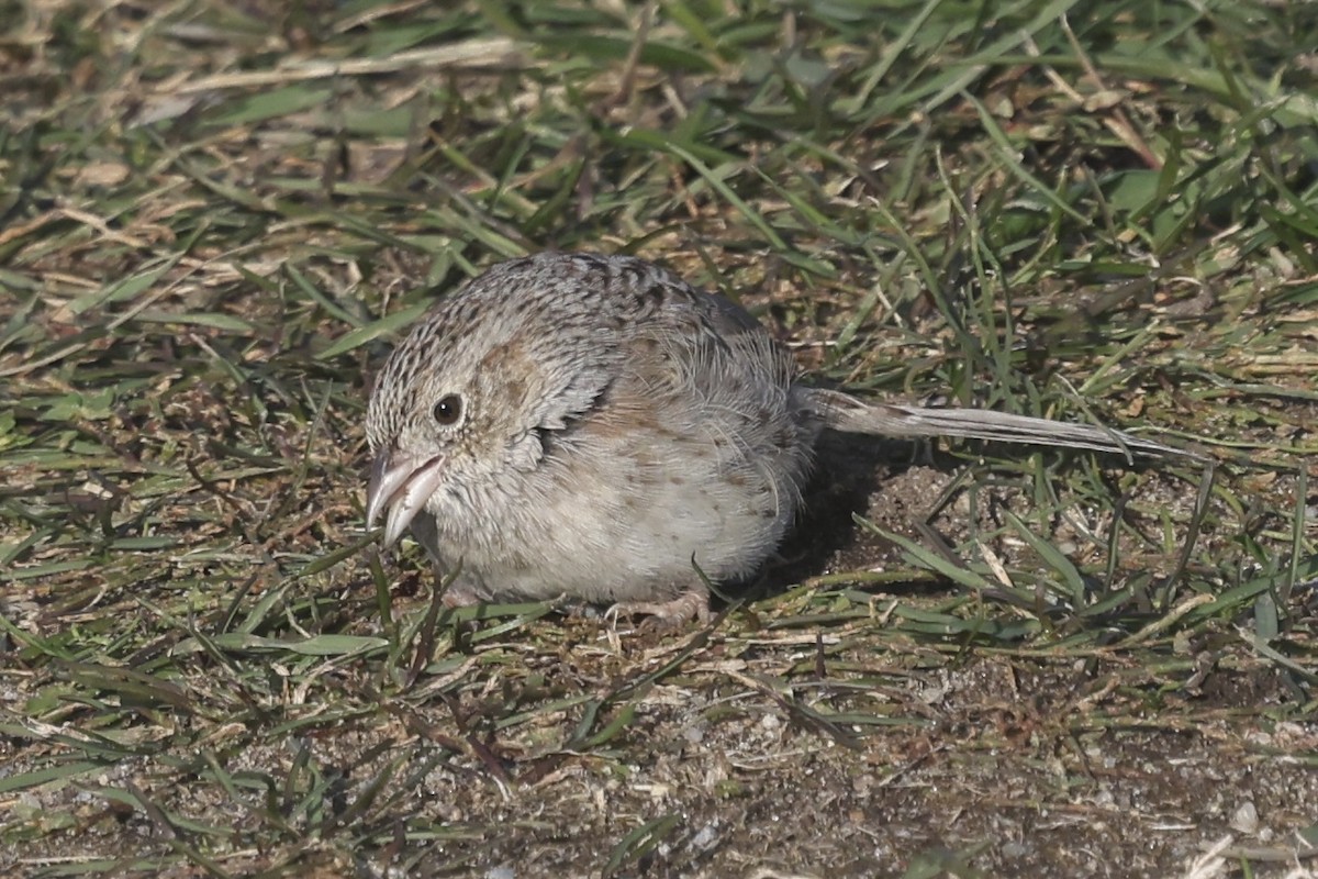 Cassin's Sparrow - ML646594746