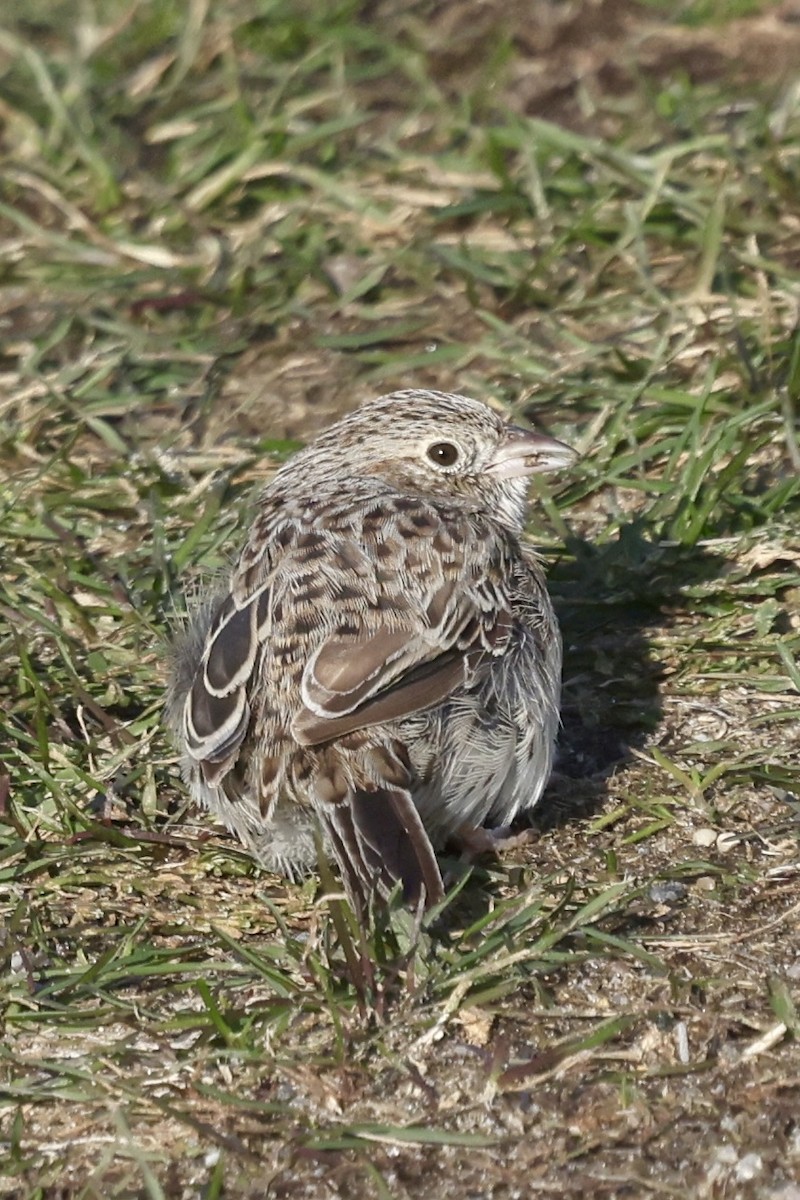 Cassin's Sparrow - ML646594749