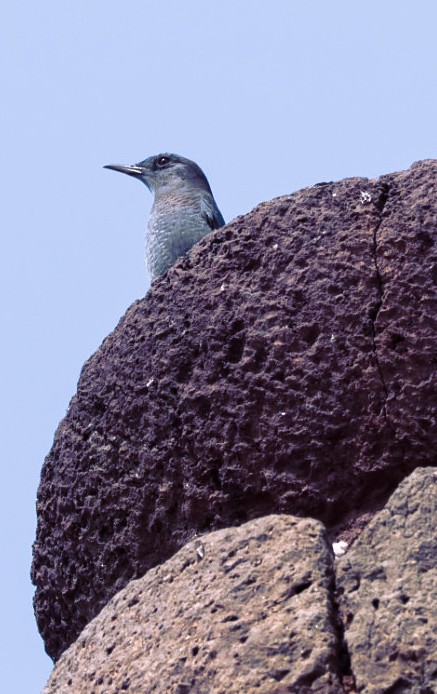 Blue Rock-Thrush - ML646594752