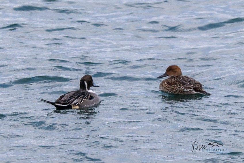 Northern Pintail - ML646594754