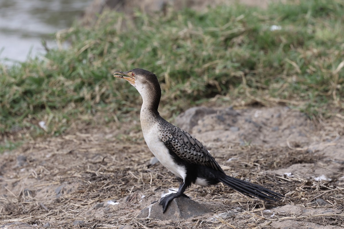 Reed Cormorant - ML646594757