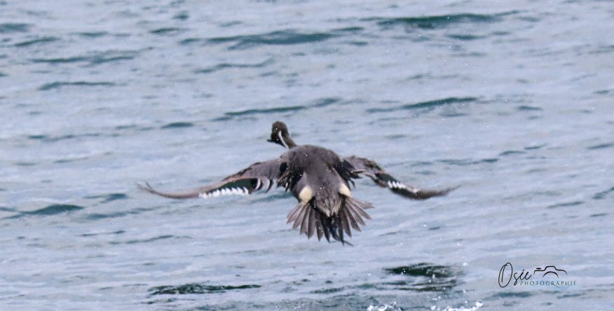 Northern Pintail - ML646594758