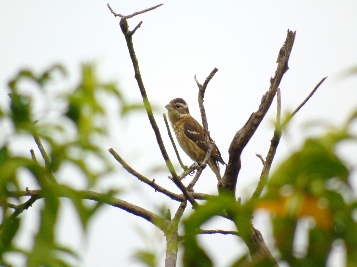 Rose-breasted Grosbeak - ML646594761