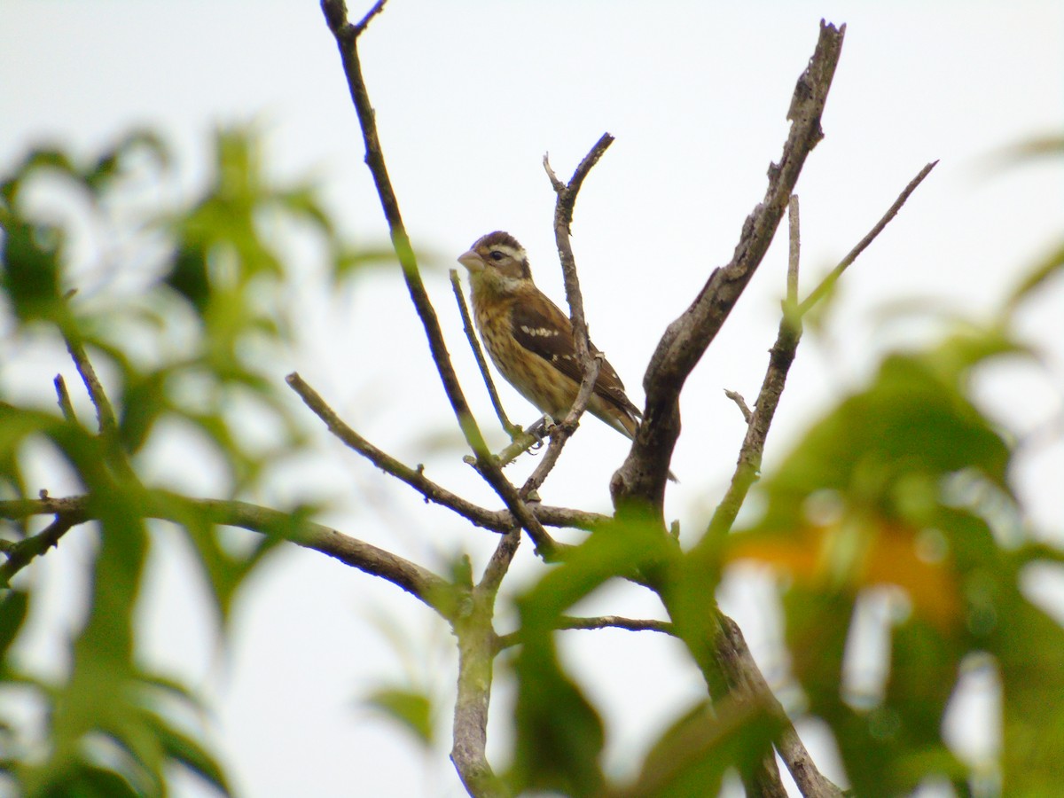 Rose-breasted Grosbeak - ML646594762