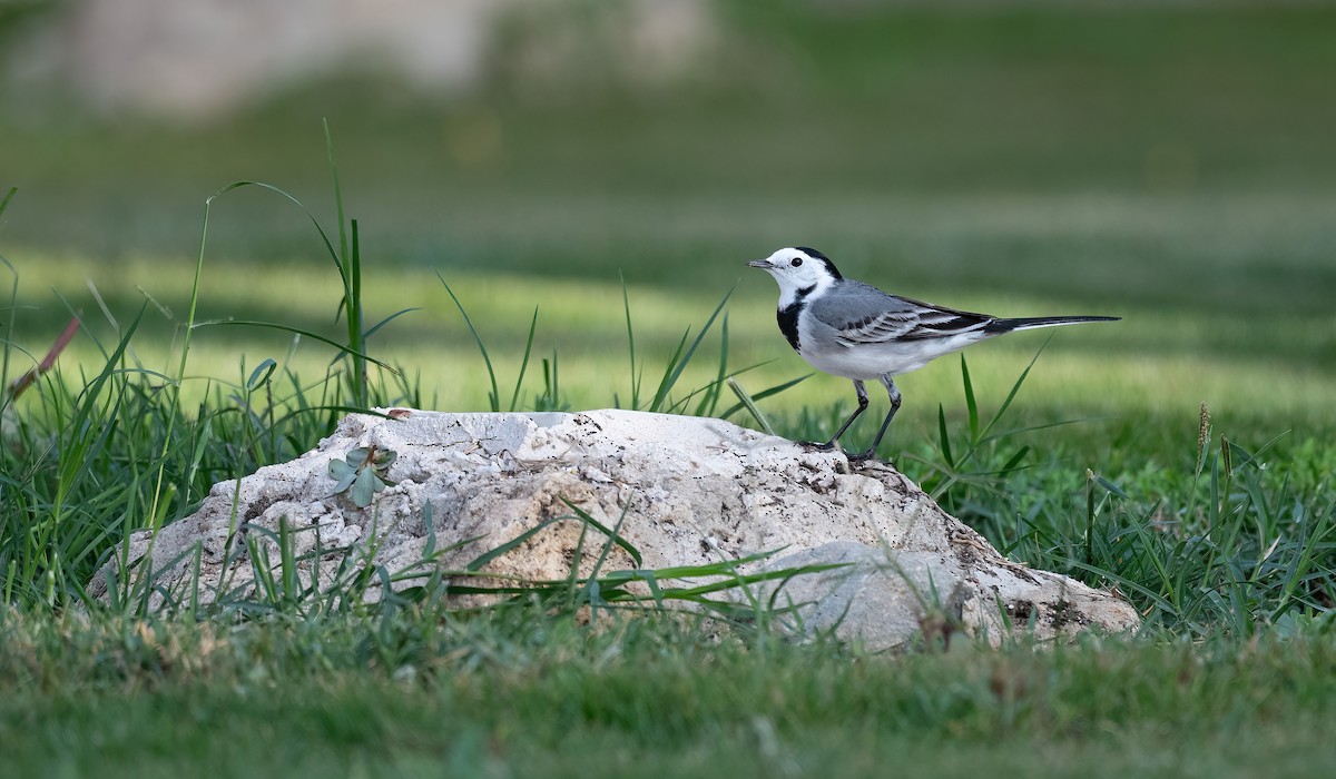 konipas bílý (ssp. alba/dukhunensis) - ML646594764