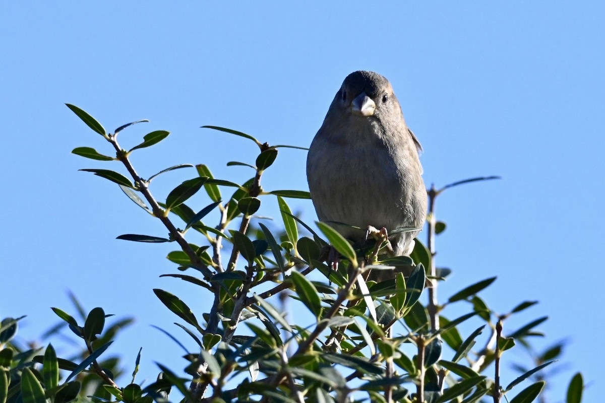 vrabec domácí - ML646594768