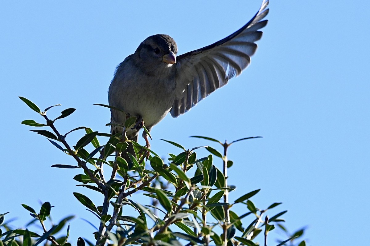 Урианхайн дууч шувуу - ML646594769