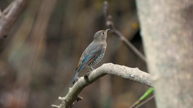 Blue-capped Rock-Thrush - ML646594773