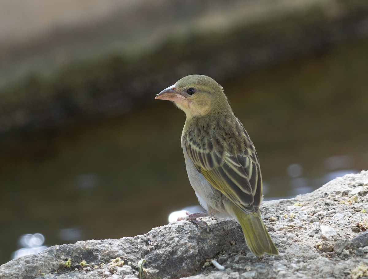 brunmaskevever - ML646594790