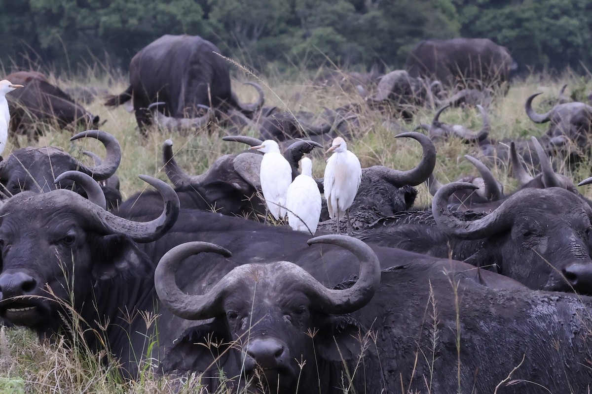 Western Cattle-Egret - ML646594791