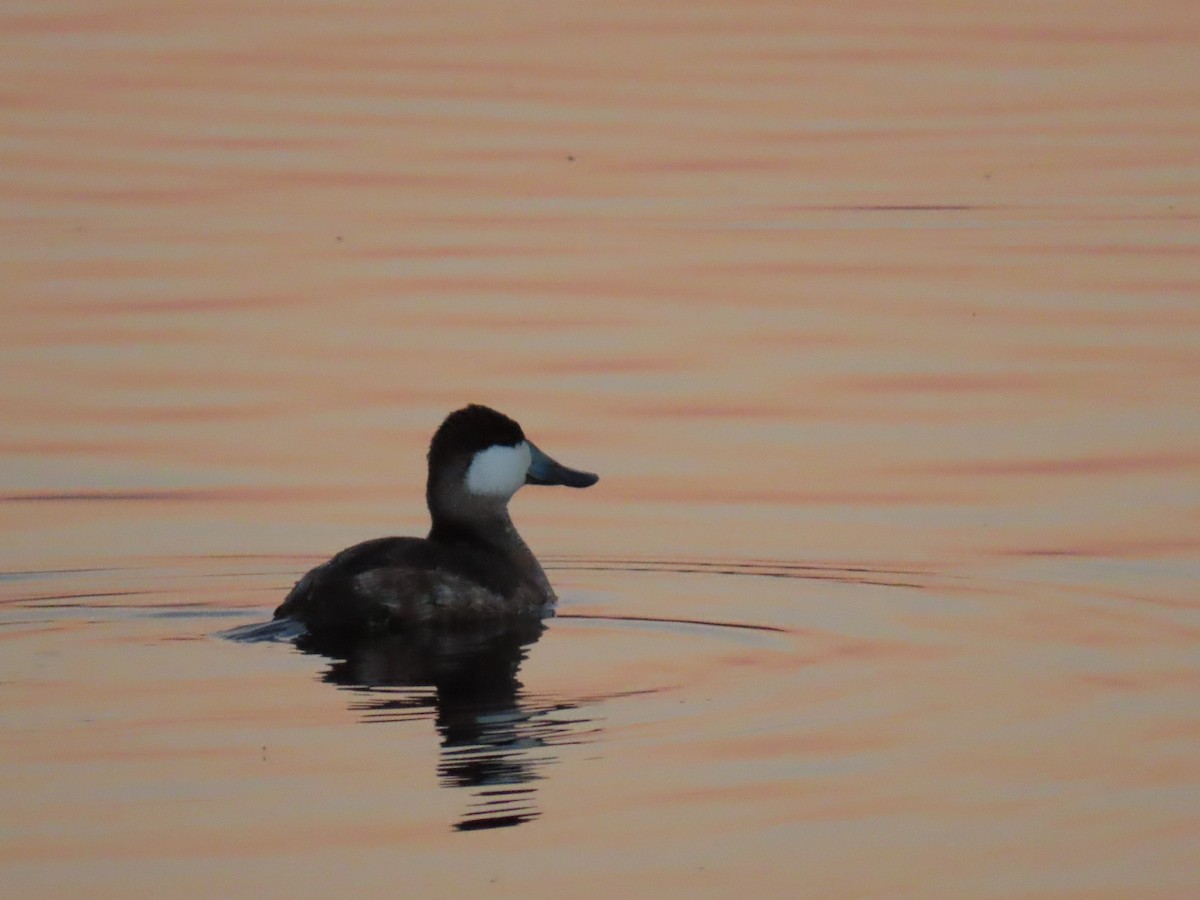 Ruddy Duck - ML646594799