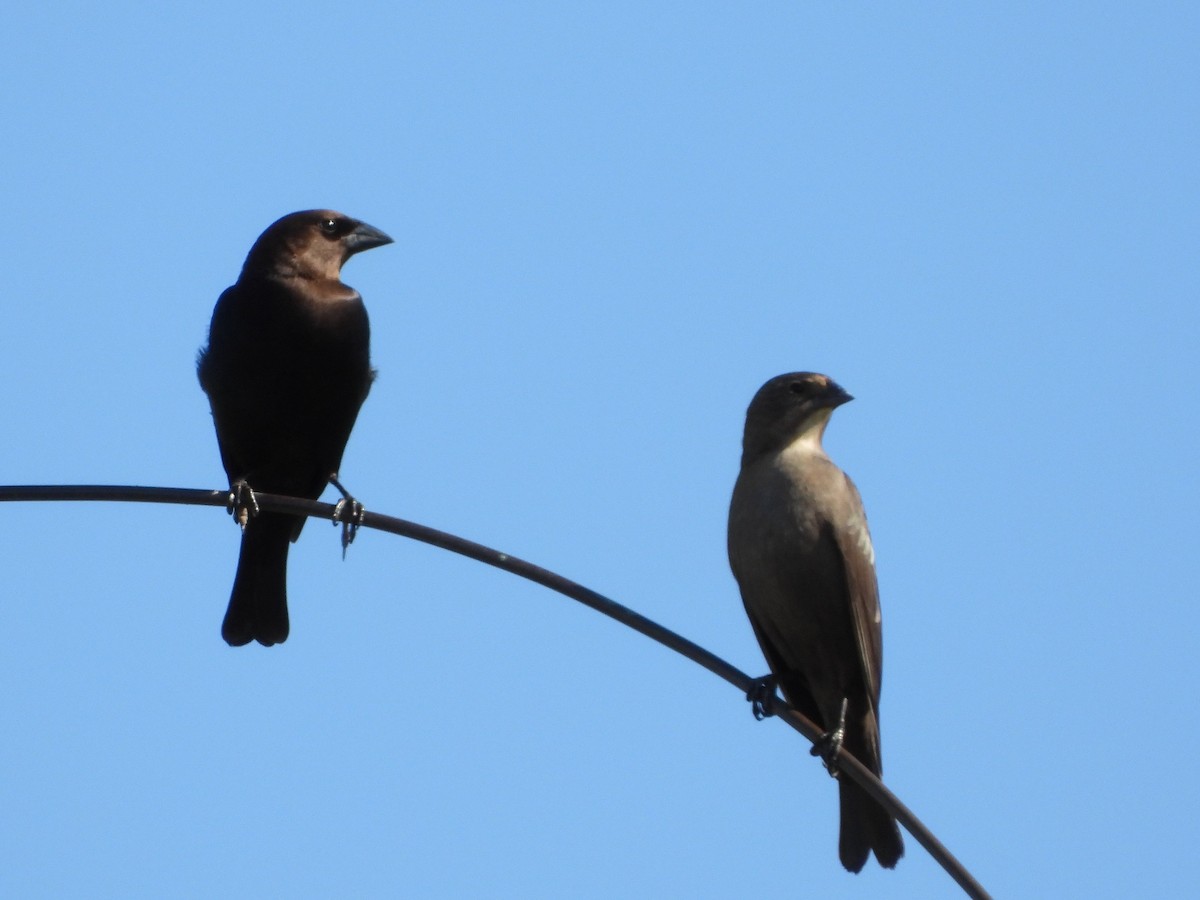 Коровий трупиал, буроголовый желтушник - ML646594801