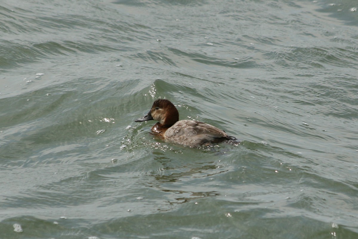 紅頭潛鴨 - ML646594802