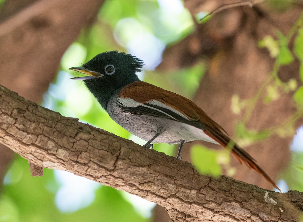 lejskovec africký - ML646594804