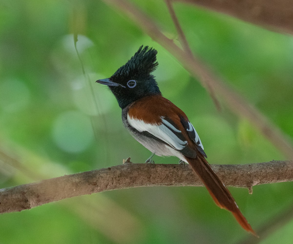 lejskovec africký - ML646594805