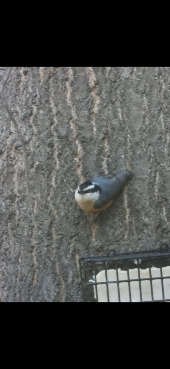 Red-breasted Nuthatch - ML646594822