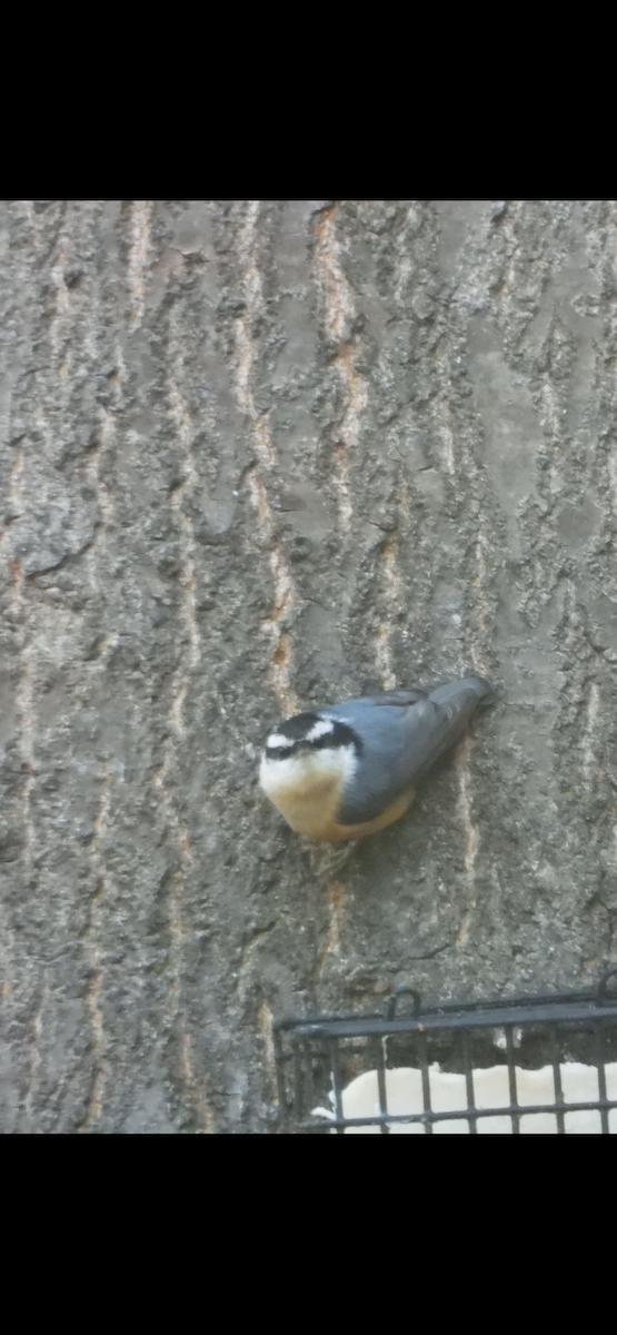 Red-breasted Nuthatch - ML646594825