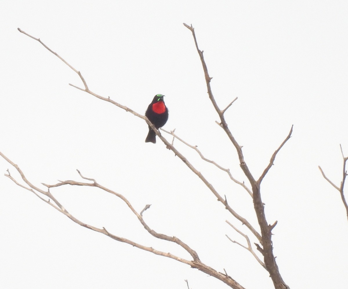 Scarlet-chested Sunbird - ML646594828