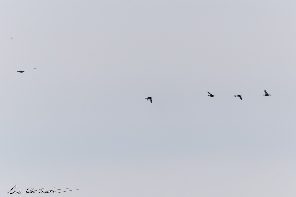 American Black Duck - ML646594829