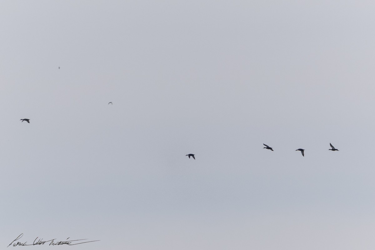 American Black Duck - ML646594830