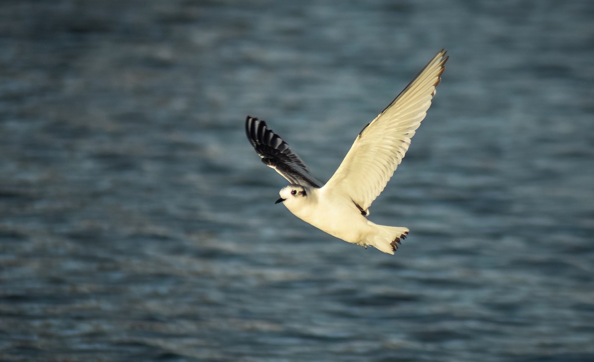 Little Gull - ML646594831