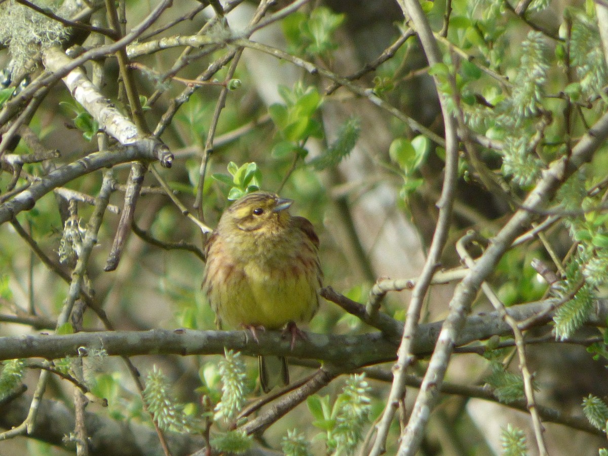Yellowhammer - ML646594832