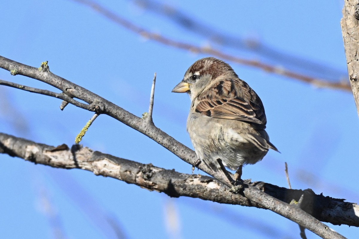 vrabec domácí - ML646594833