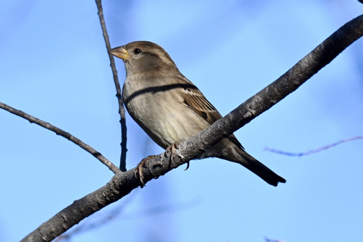 vrabec domácí - ML646594834