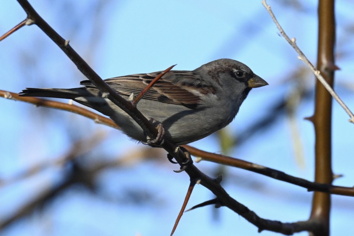 vrabec domácí - ML646594835