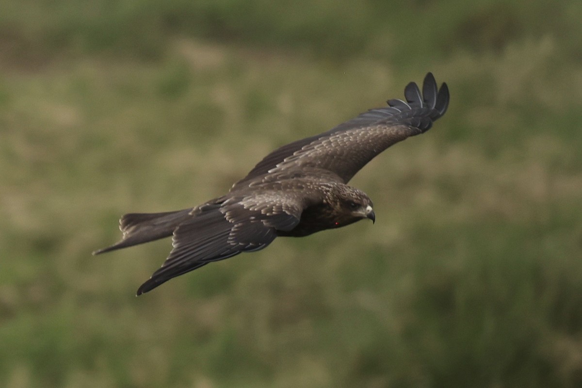黑鳶(migrans群) - ML646594836