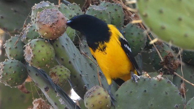 Scott's Oriole - ML646594837