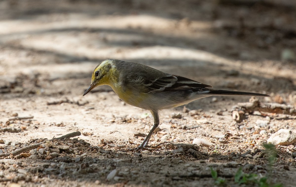 Citrine Wagtail (Gray-backed) - ML646594838