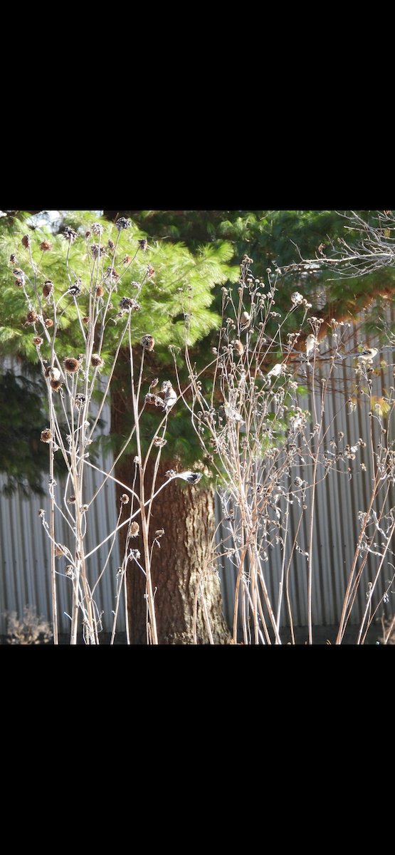 American Goldfinch - ML646594839