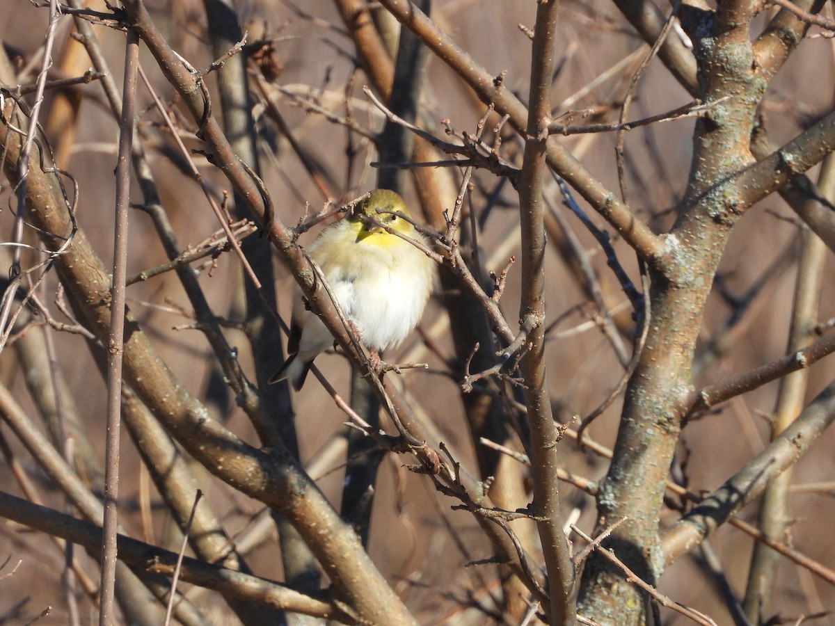 American Goldfinch - ML646594840