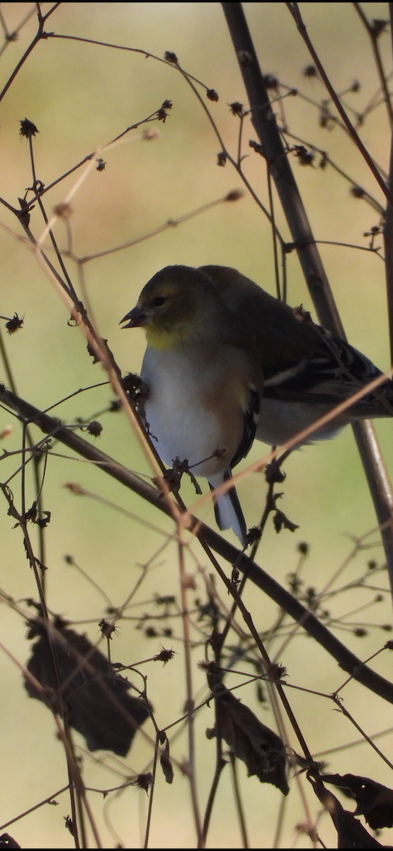 American Goldfinch - ML646594841