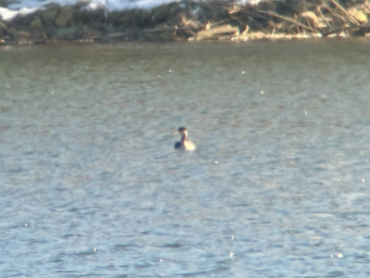 Red-necked Grebe - ML646594844