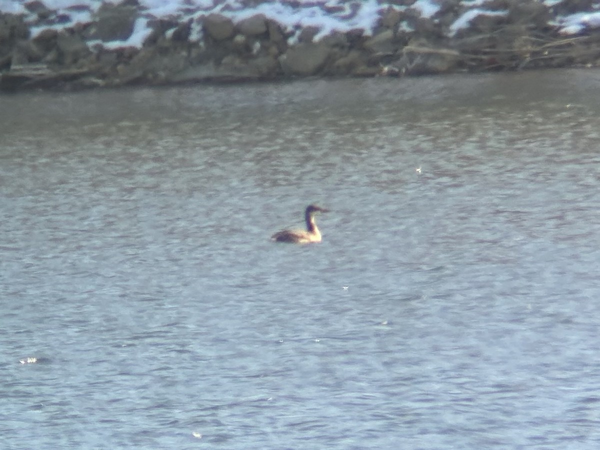 Red-necked Grebe - ML646594845