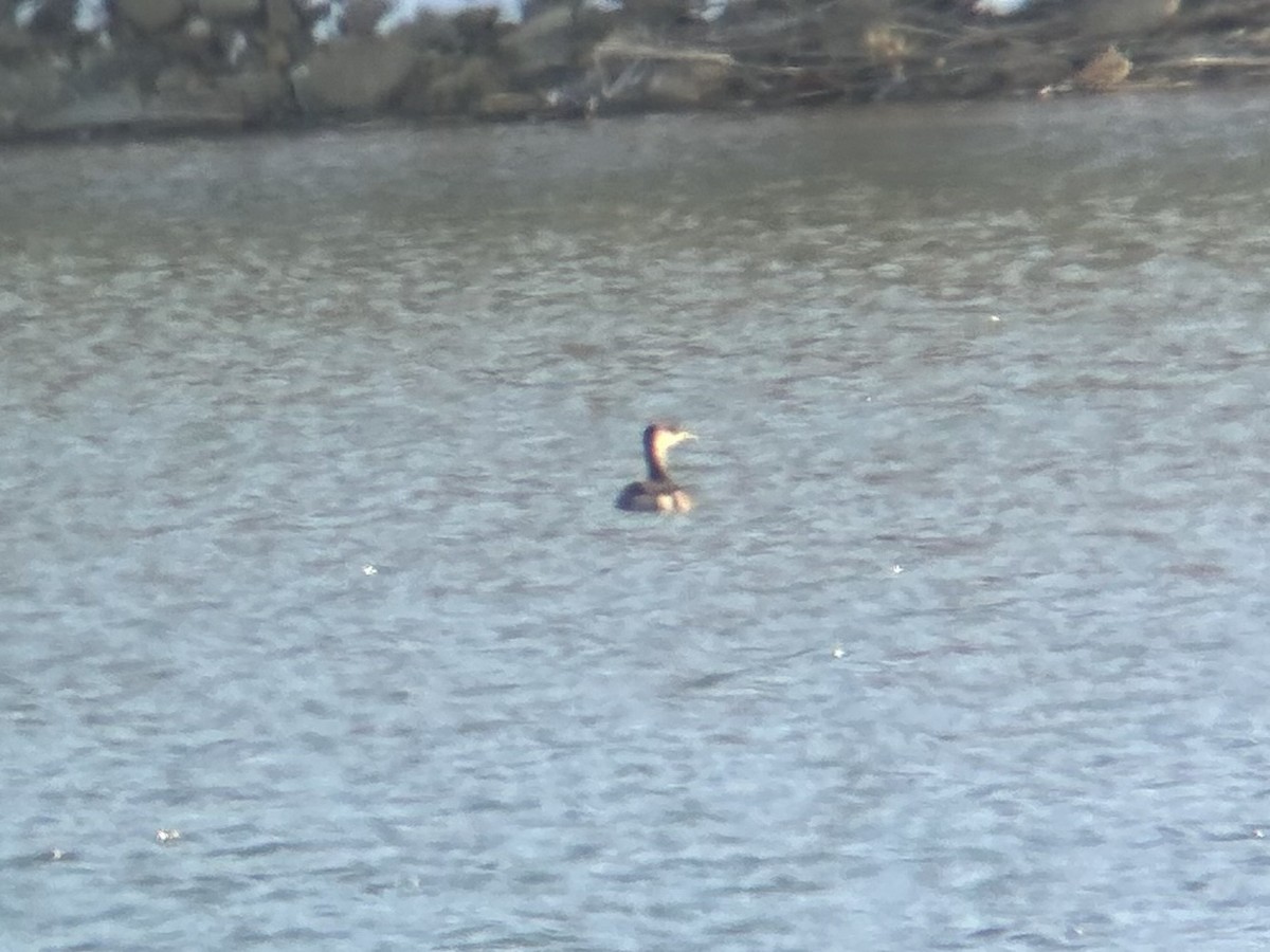 Red-necked Grebe - ML646594846