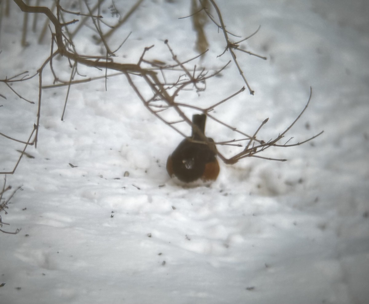 Eastern Towhee - ML646594849