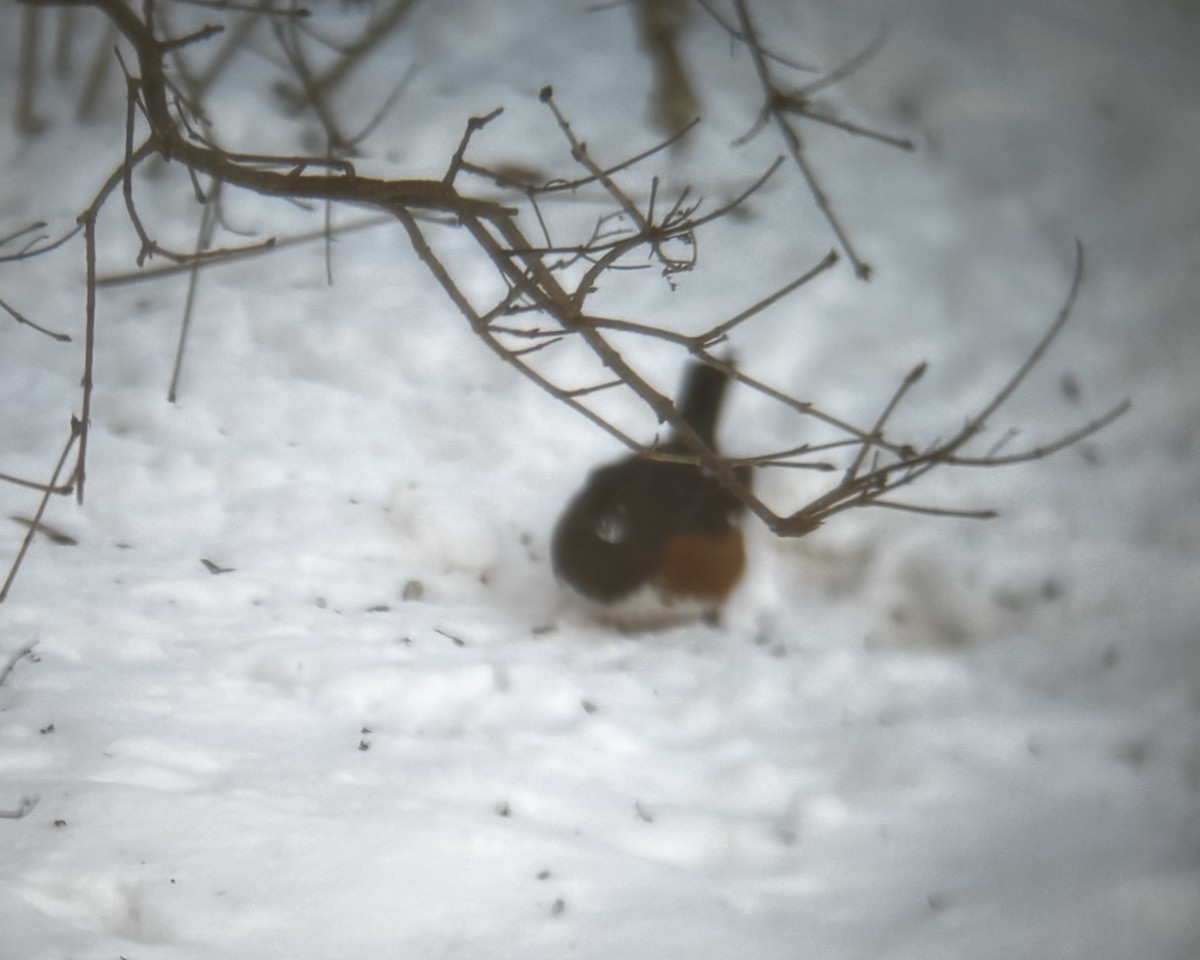 Eastern Towhee - ML646594850
