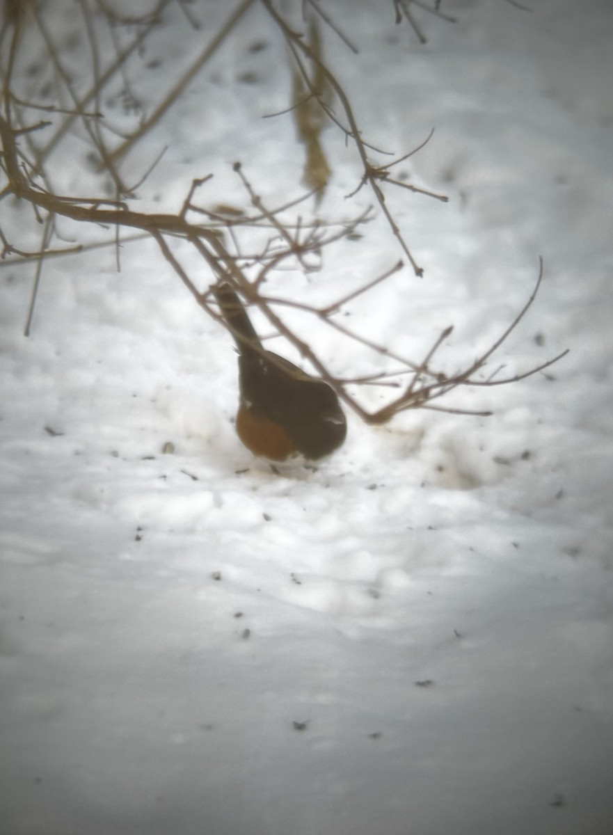Eastern Towhee - ML646594851