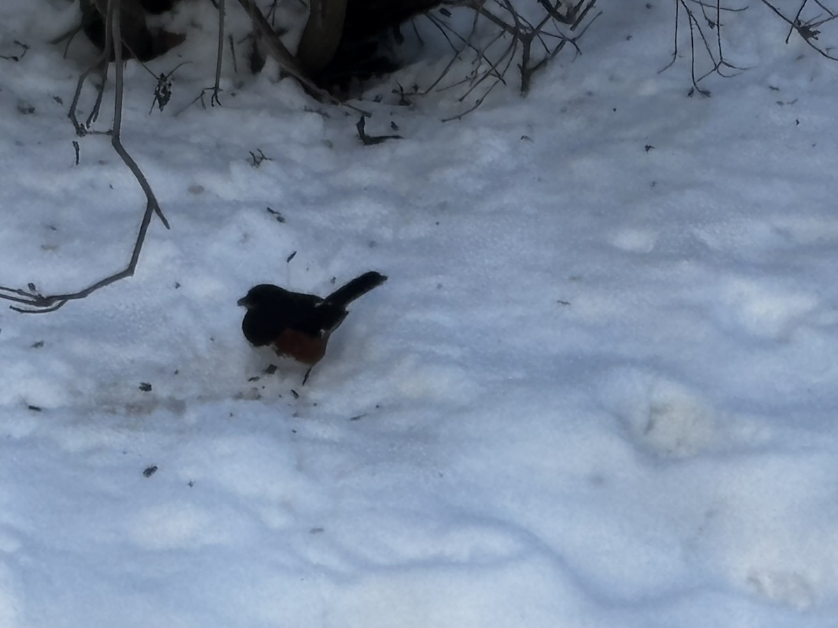 Eastern Towhee - ML646594852
