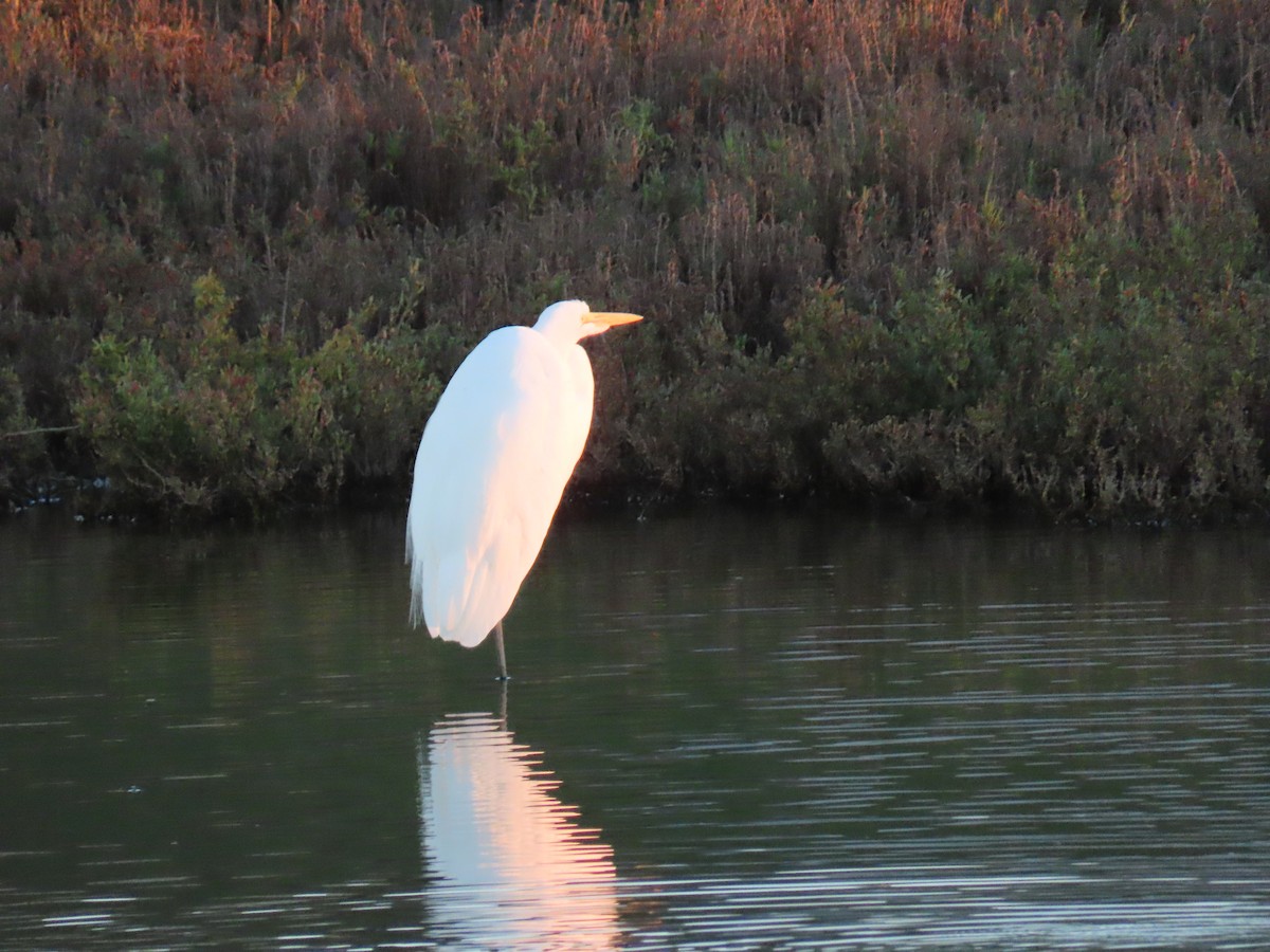 Great Egret - ML646594863